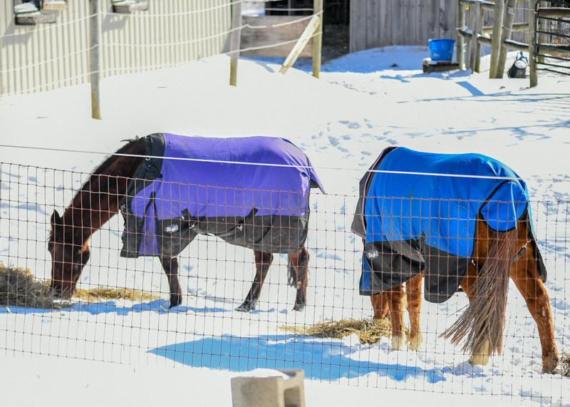 Enjoying hay on a snowy day