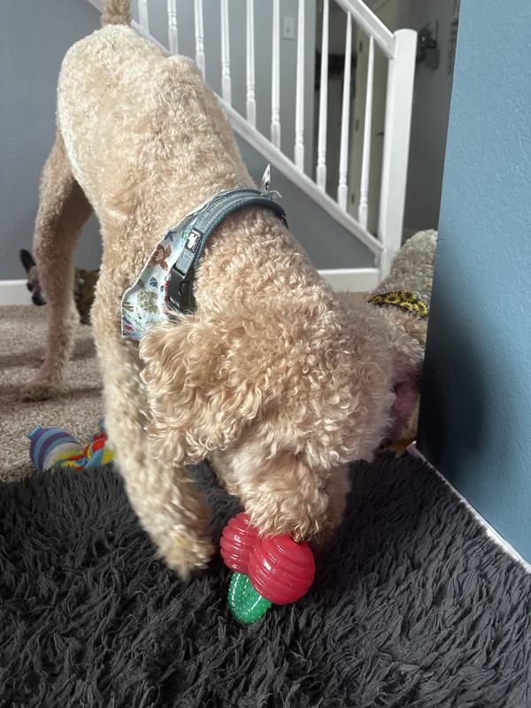 Cute chew toy!