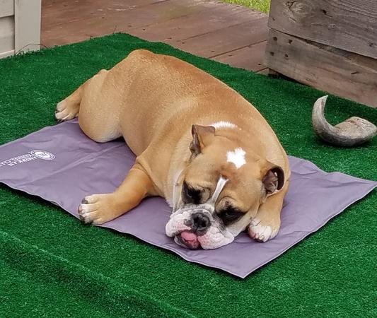 American kennel club on sale cooling mat reviews