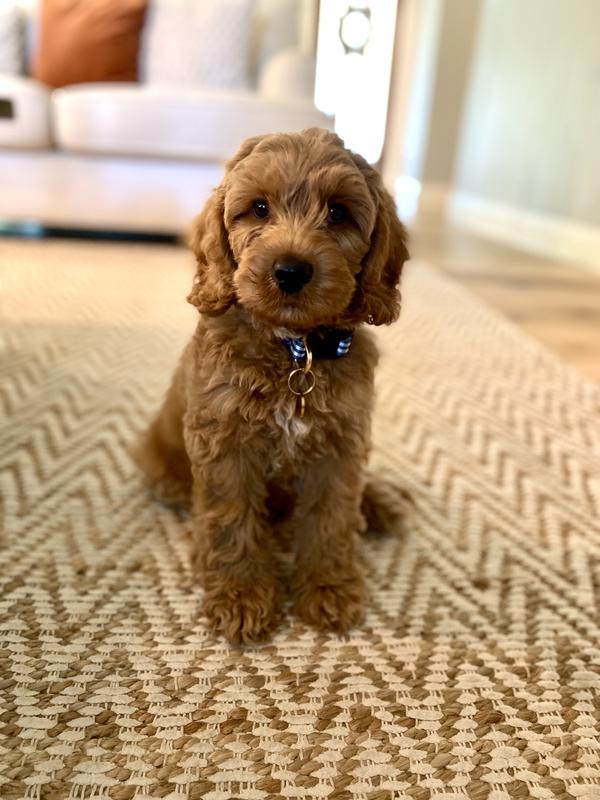 Mack loves his new collar!