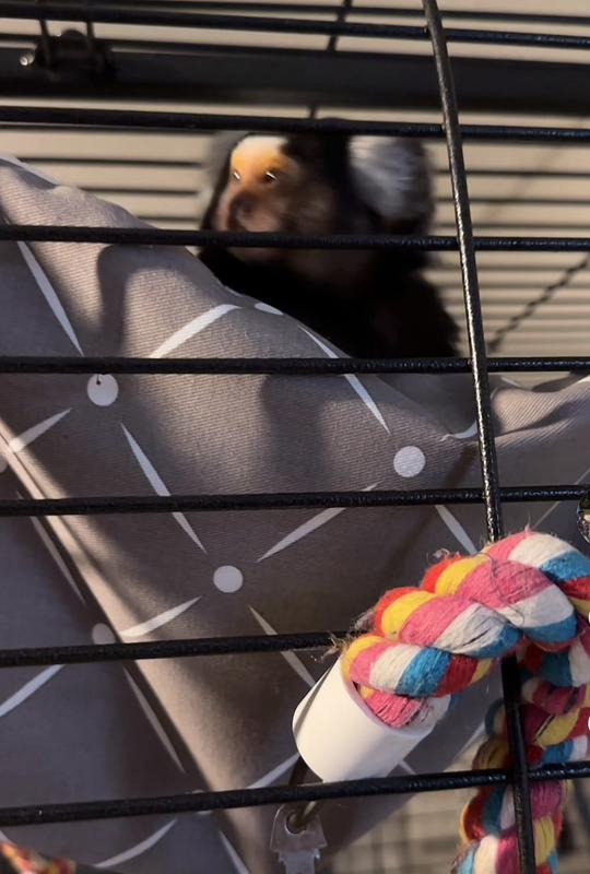 Marmoset Monkey in her bed