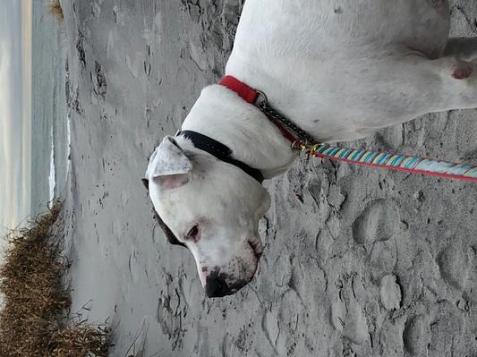 Oscar-Rescued American Bulldog/Great Dane mix.