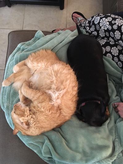 Pumpkin and JJ Best Buds!