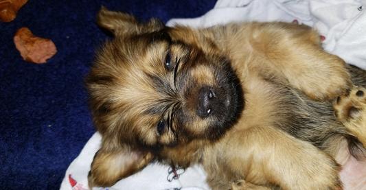 Stewart puppy love