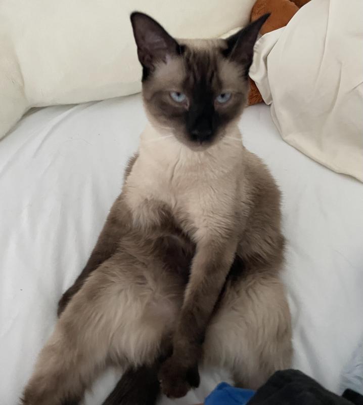 I mean, shes the boss. Cream Puff says no