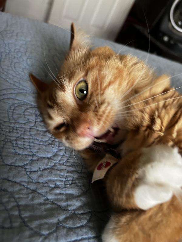 Get that fishy toy  !