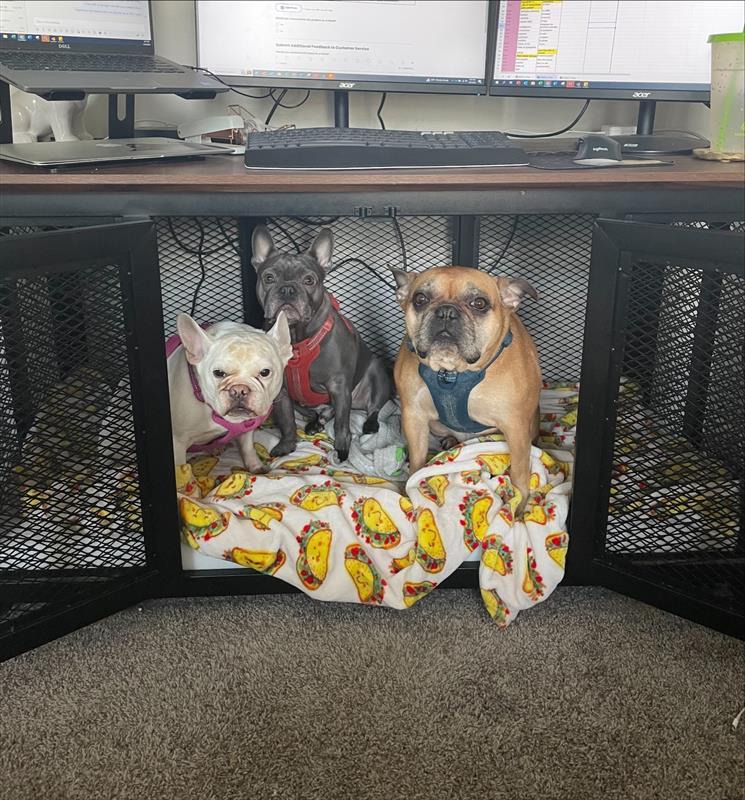 My Frenchie footwarmers! They absolutely love this crate!