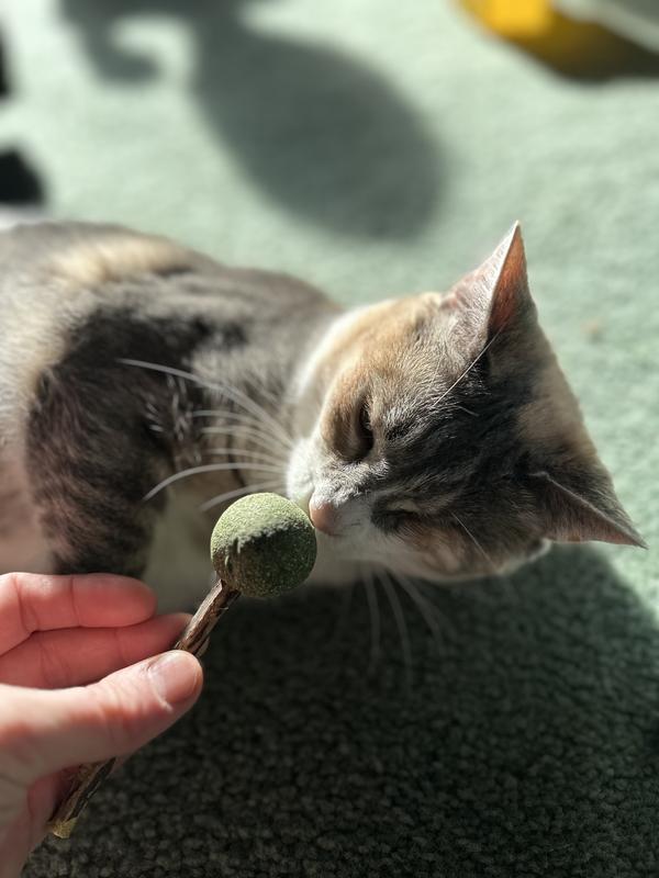 Croci Euphoria Kattenspeelgoed met kattengras en Silvervine, 2 ballen met geperste Catnip en Silvervine, aantrekkelijkheid voor katten en puppy's, 3 cm