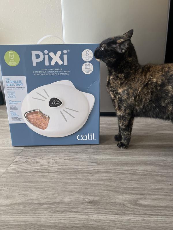 Asterin was the first kitty to check this feeder out