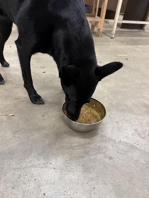 My dog cleaned the bowl