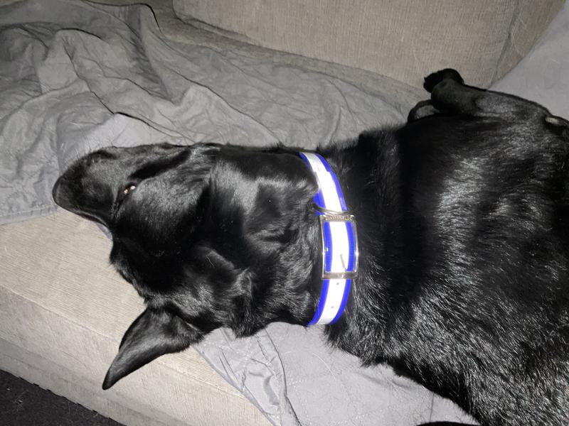 75 lbs. Lab. Collar is on the second to last rung. Decent sizing.