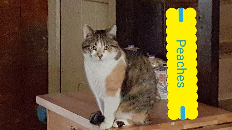 This is my grandma kitty, she is 20+ years old Peaches. <3