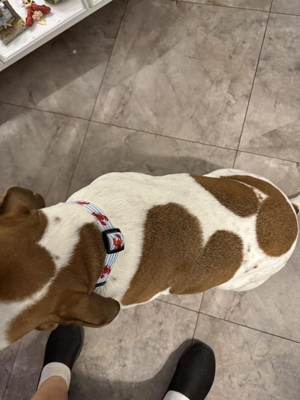 This is a stylish dog