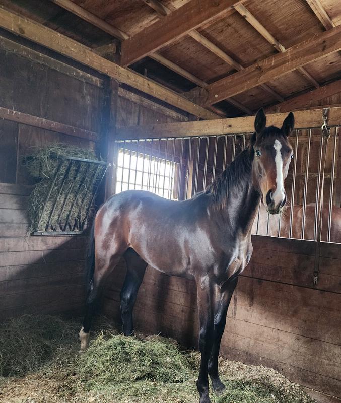 10 month old colt on it since he was a foal and dam fed it through pregnancy and lactation.