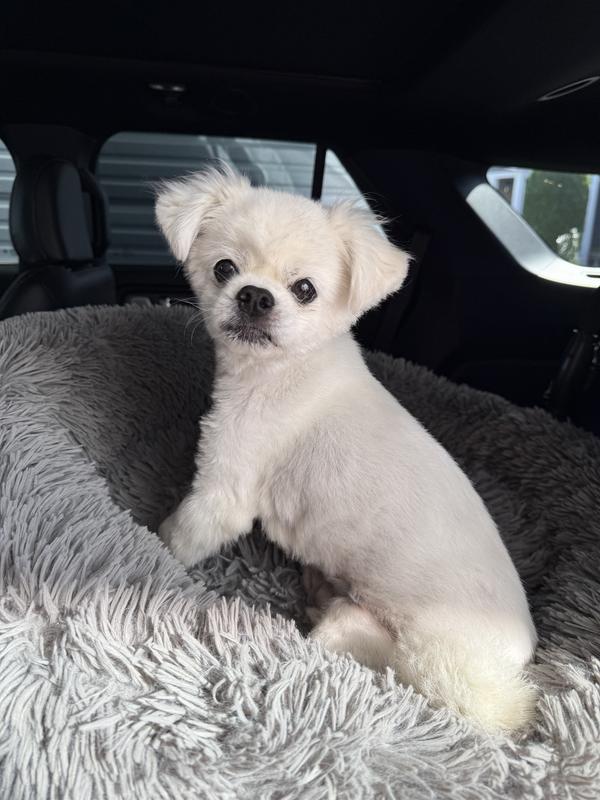 Minnie the Moocher loves his food!