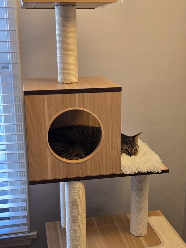 Indie enjoying a new place to nap