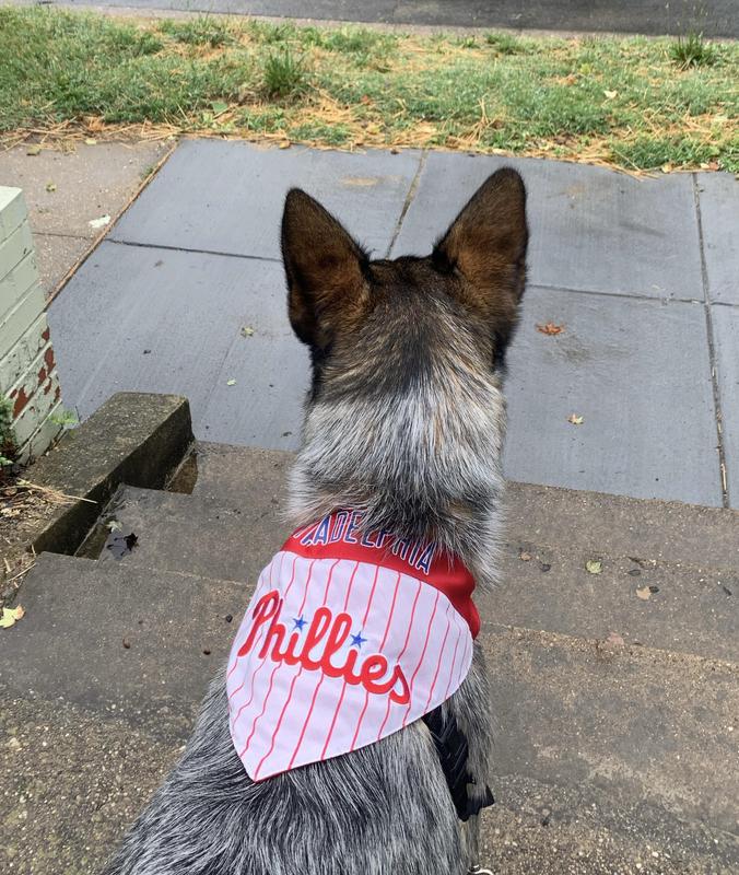 Philadelphia Phillies Dog Cat Bandana Dog Clothes Over the 