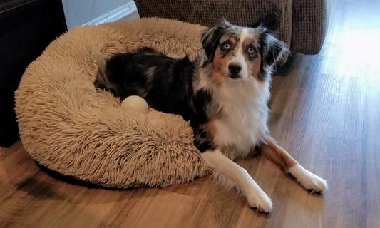 Photo of Abby