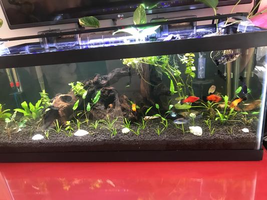 Eco complete planted aquarium substrate best sale