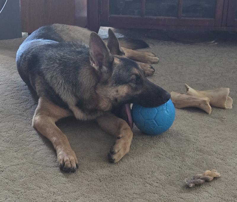 Riley just likes holding it