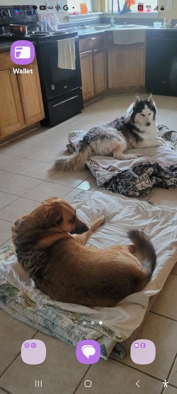 Blue and Sasha relaxing on their favorite blankets