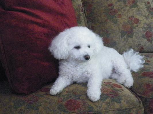 Gracie loves Chewy.com