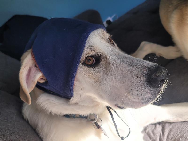 The beanie sits a little close to the eyes, but he looks too cute.