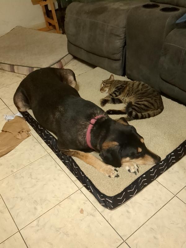 BooBoo Kitty and Bubba Scotch after they ate a full bag of beef lung