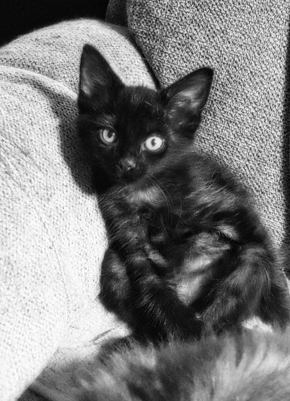 PiP a new rescue kitten