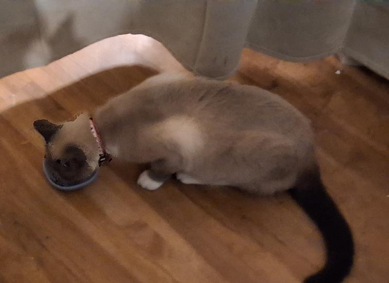 Good to the last lick