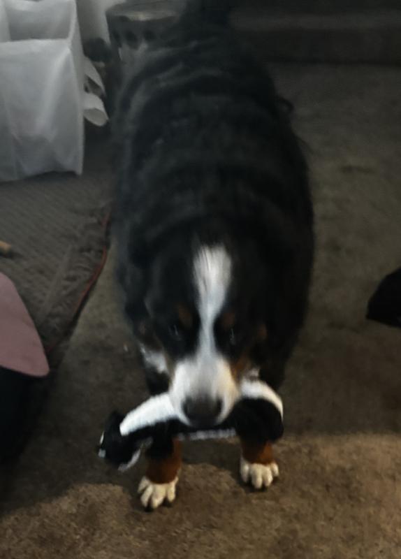 Bear loves his new toy ❤️