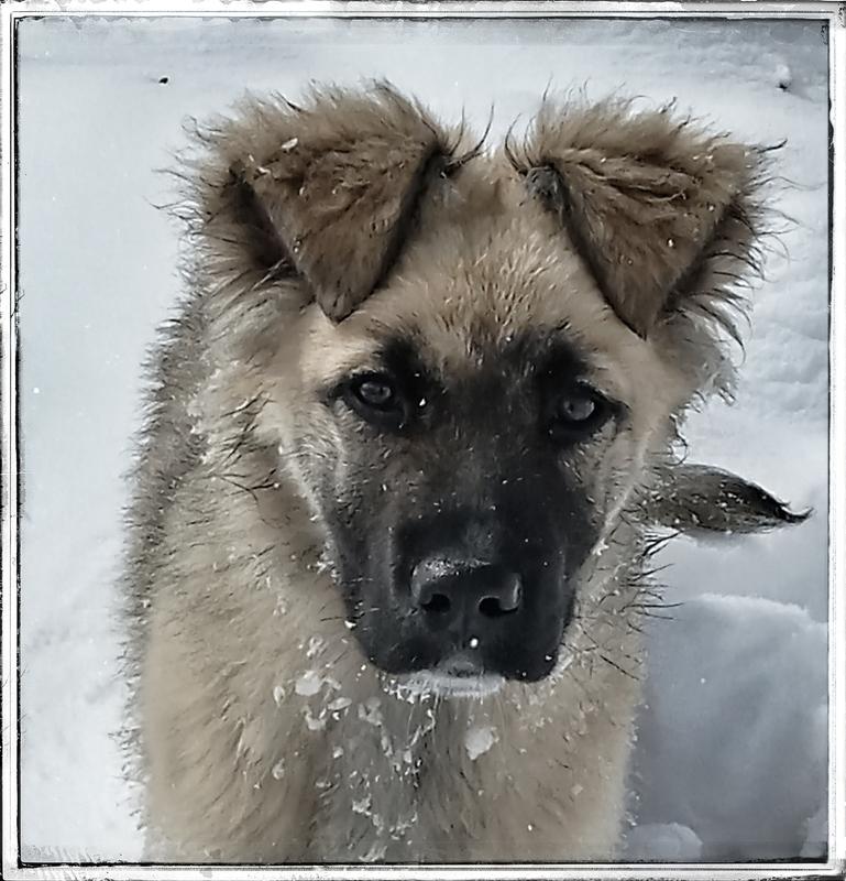 Marley, mostly shepherd and mastiff.3 months old