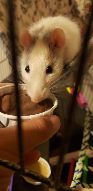 Zurg enjoying his last meal after a long struggle of chronic disease