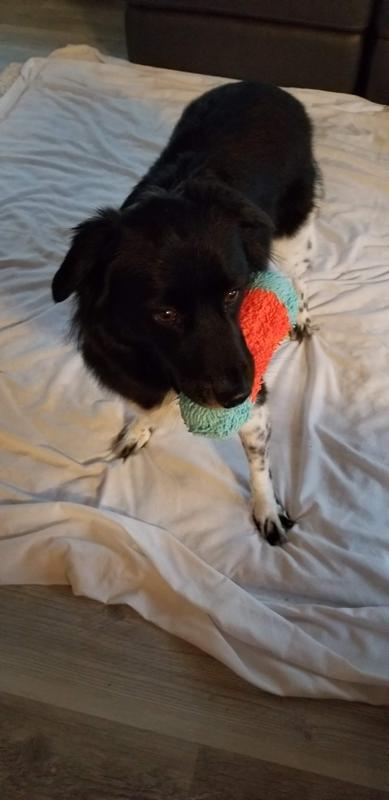 Here's Maya enjoying her new toy!