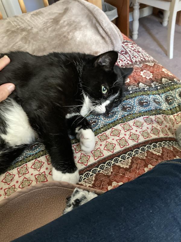 NATURE'S MIRACLE Advanced Platinum Dog Stain & Odor Remover & Virus