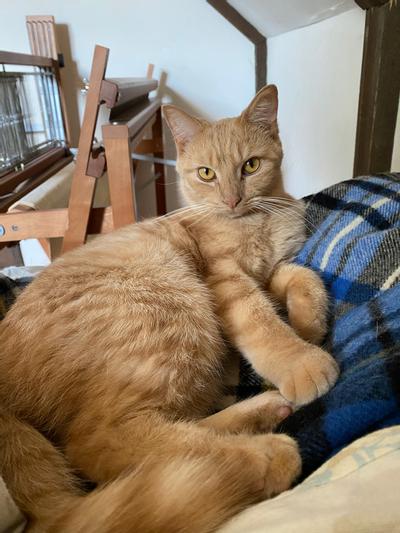 Tiggy, a cat at a city cat cafe! He has a permanent tiny :3 because of his  small overbite. : r/CatSmiles