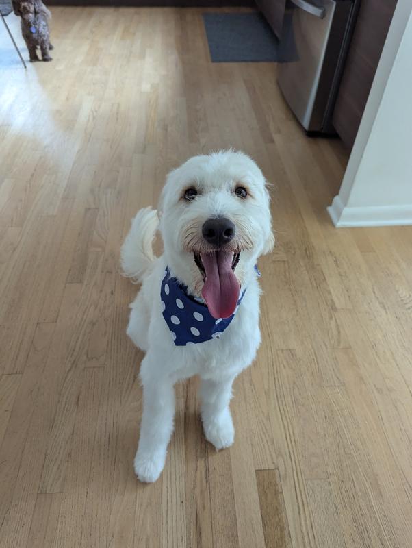 He (35lbs) is a medium chewer