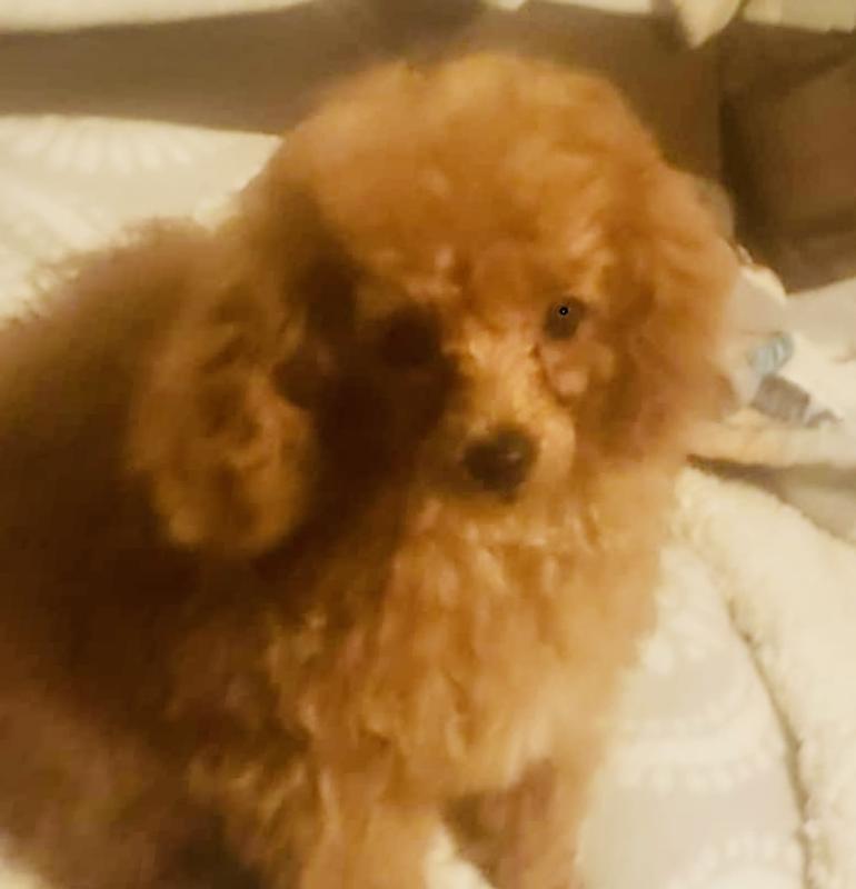 I love Chewy ! Thank you .