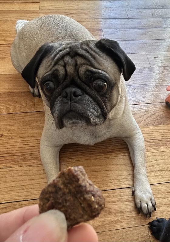 I’m finally laying down, please give me the treat!