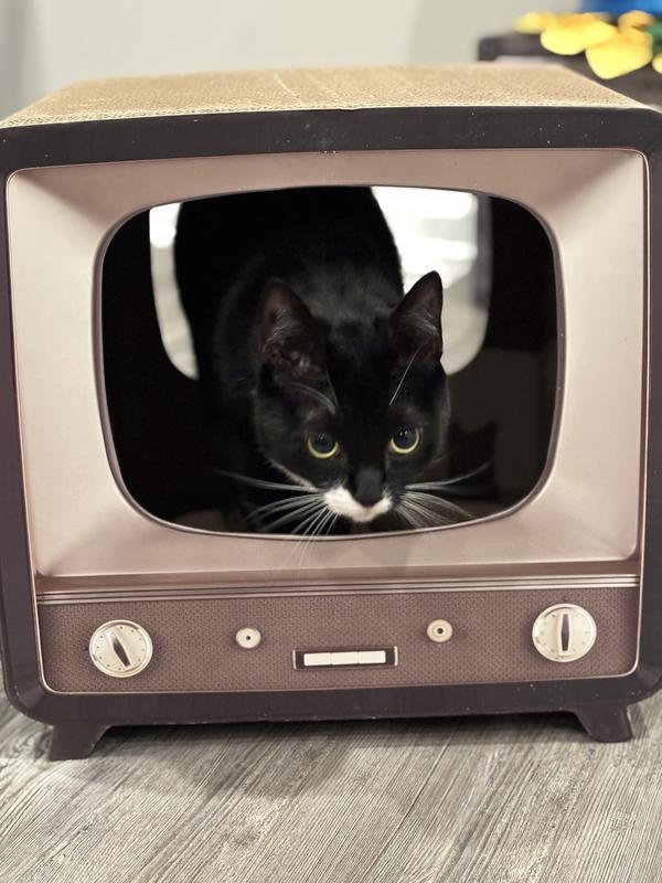 Paris is my favorite show to watch! She loves it!