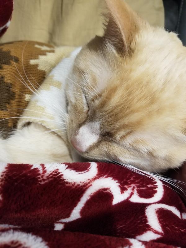 WORLD'S BEST Multiple Cat Lotus Blossom Scented Clumping Corn Cat