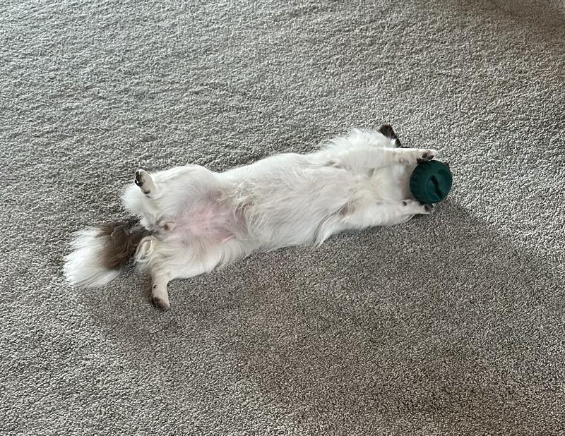 My dog can’t get enough!