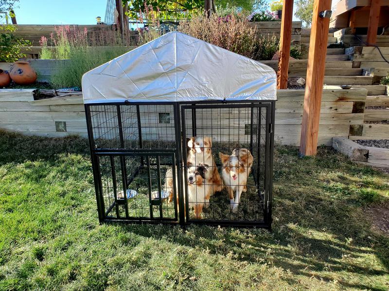 Plenty of room for all three dogs!