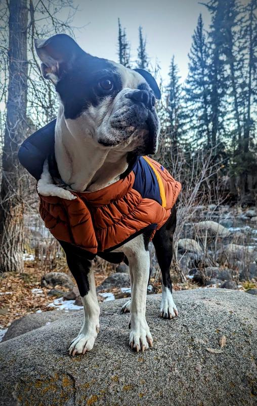 Chewy dog outlet jacket