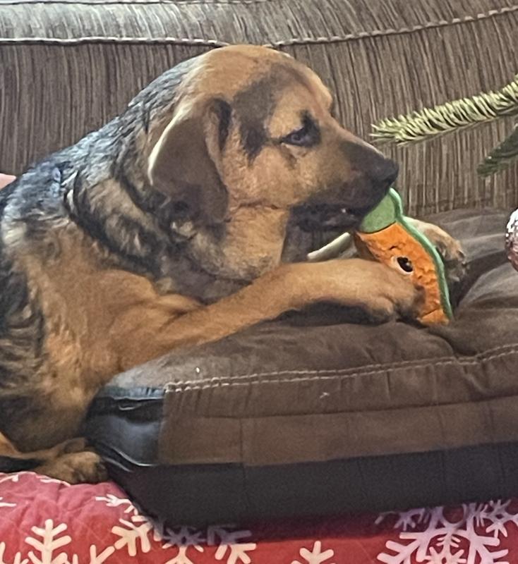 Hey this new carrot toy is big enough to hold