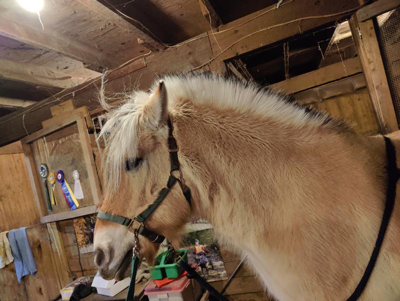 Fjord's mane before clipping