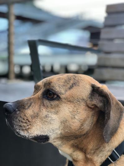 Zoey beagle-mix