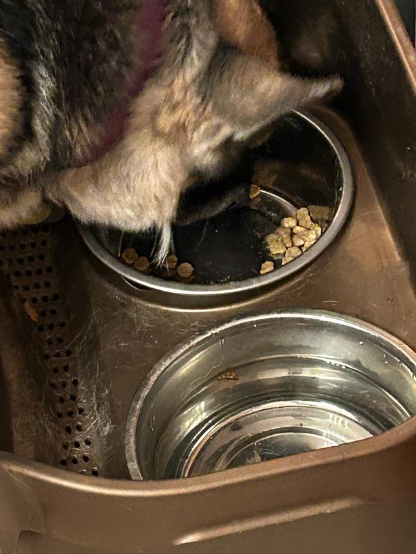 Our dog can't get enough of this kibble