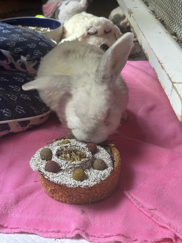 Pudgy on his 10th birthday!