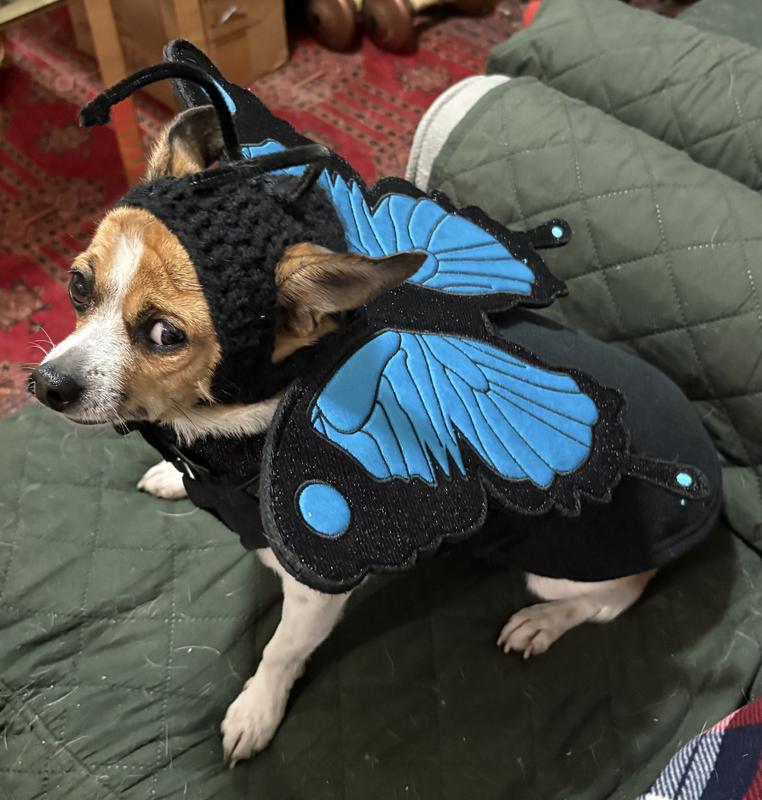 Not amused but awfully cute.